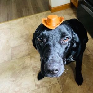 Meet your Posher, Andrew